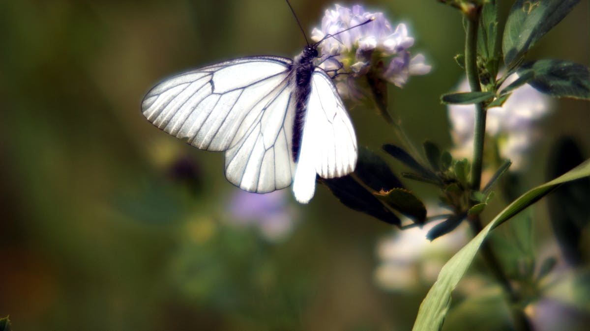 Trattamento ortodontico con apparecchio